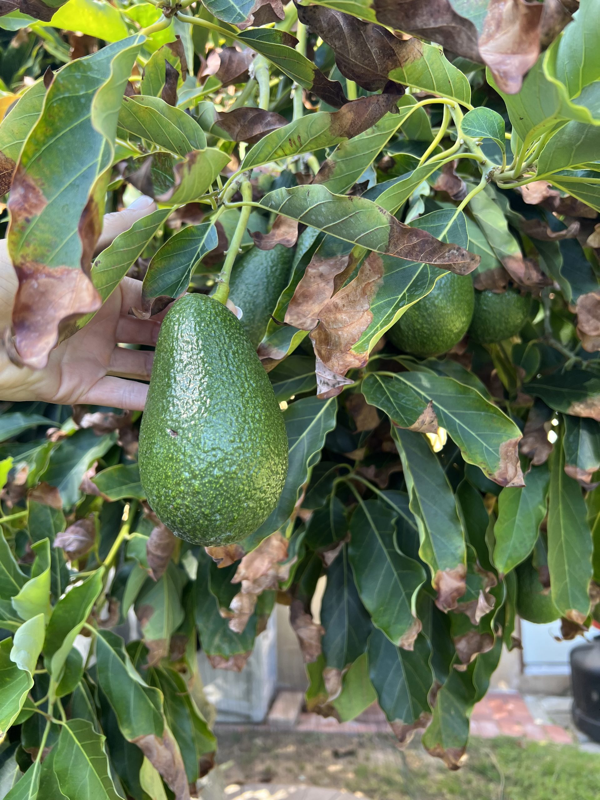 My First Time Picking An Avocado!